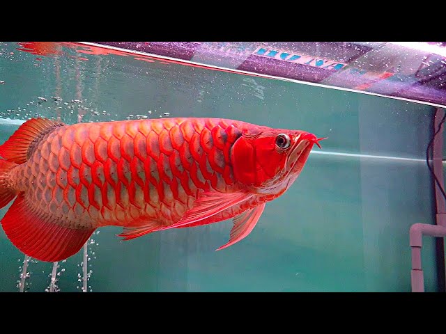 Asian Red Arowana fish For Sale