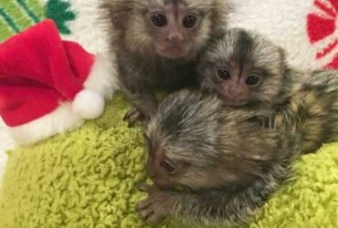 Well Trained Finger Marmoset Monkeys for sale