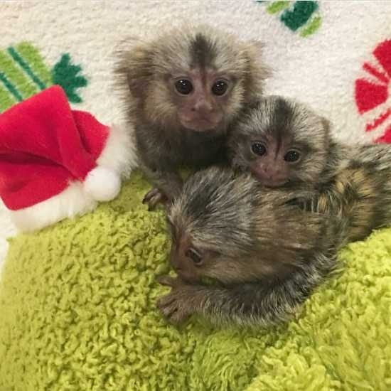 Well Trained Finger Marmoset Monkeys for sale