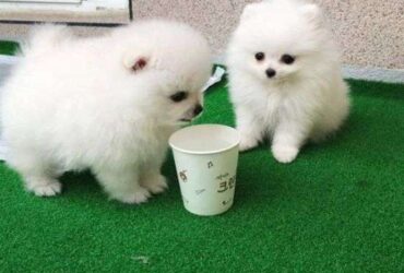 Teacup Pomeranian Puppies for Sale