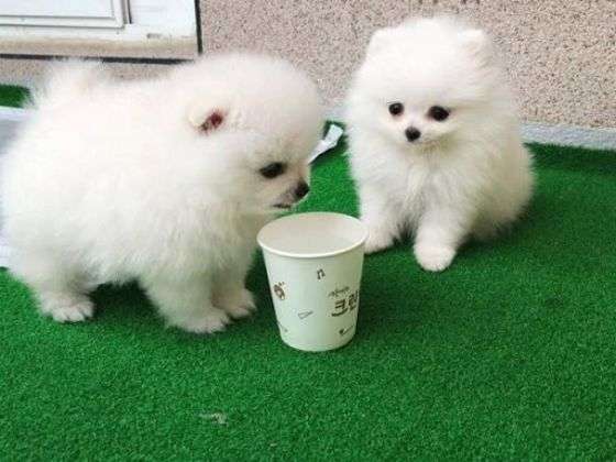 Teacup Pomeranian Puppies for Sale