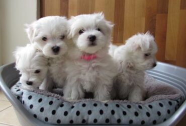 Lovely Maltese Puppies for sale