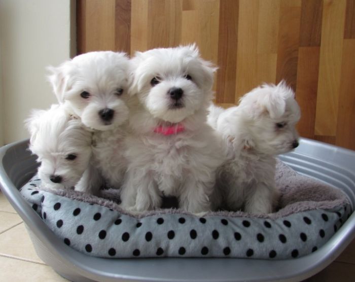 Lovely Maltese Puppies for sale