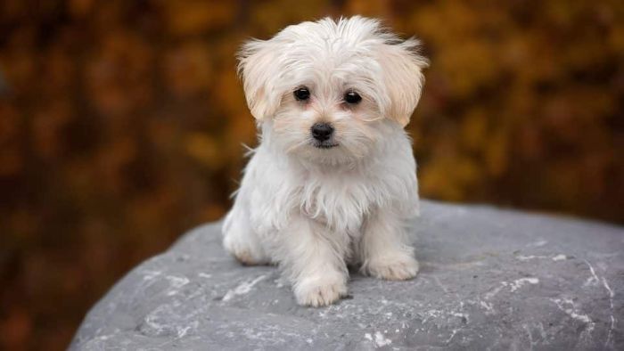 Maltese puppies Available