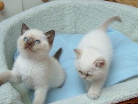 Home-Raised Ragdoll Kittens