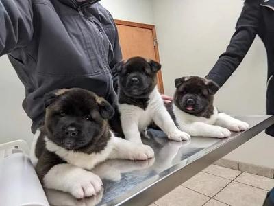 Akita puppies available for sale