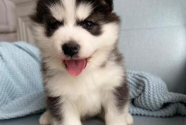 Alaskan Malamute Puppies Available for sale