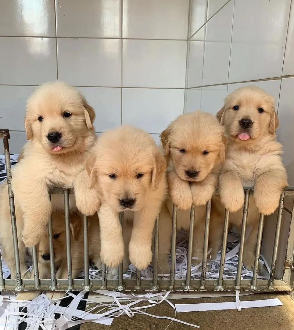 Golden retriever puppies