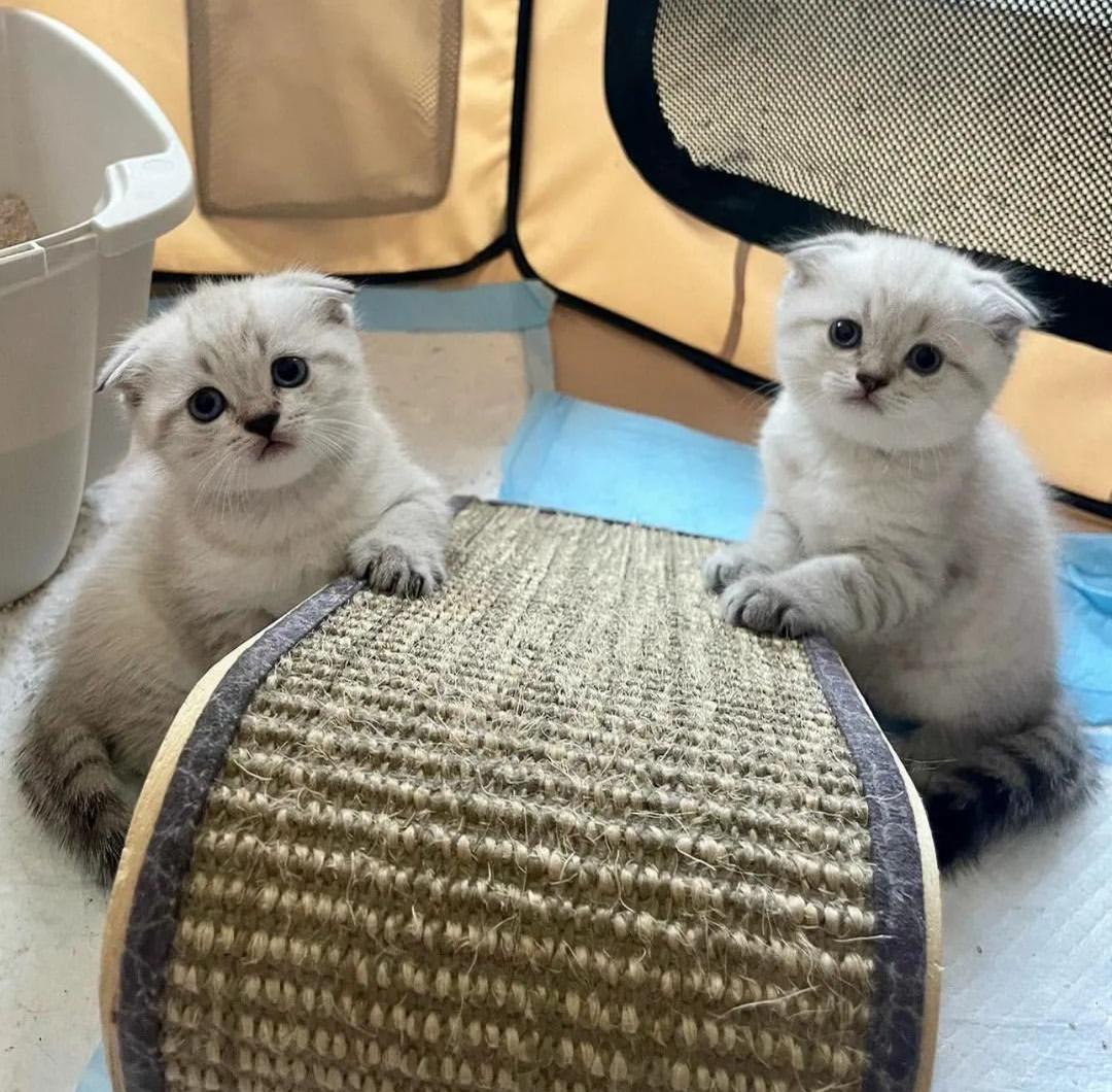 Scottish fold kittens available