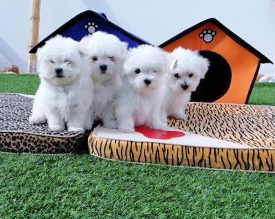 Maltese puppies