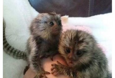 Loving Finger Marmoset Monkeys for sale