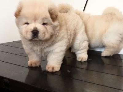 Chow Chow Puppies