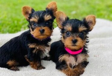 Yorkie puppies