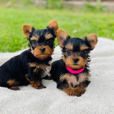 Yorkie puppies