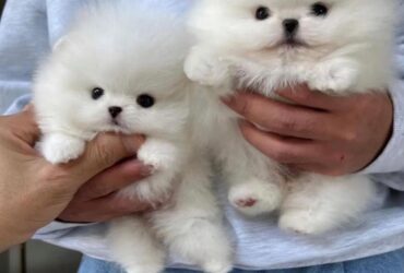 Pomeranian puppies