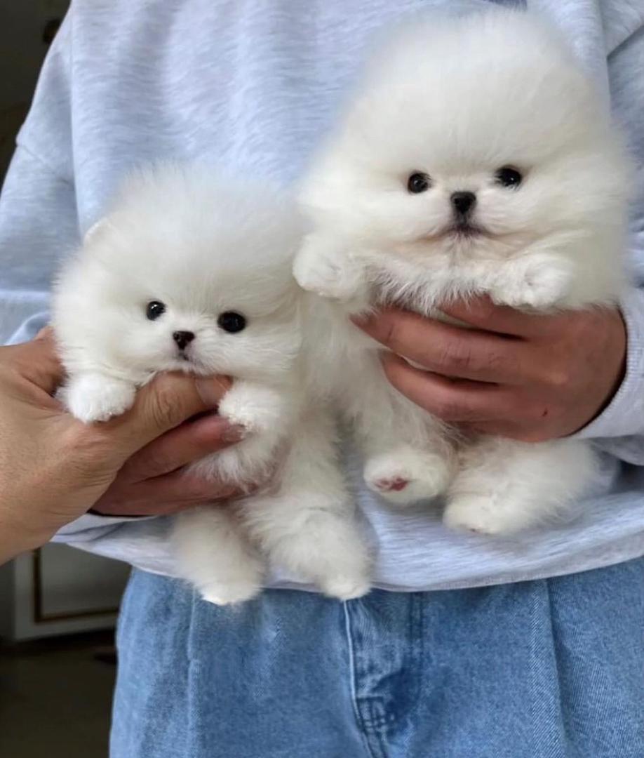 Pomeranian puppies