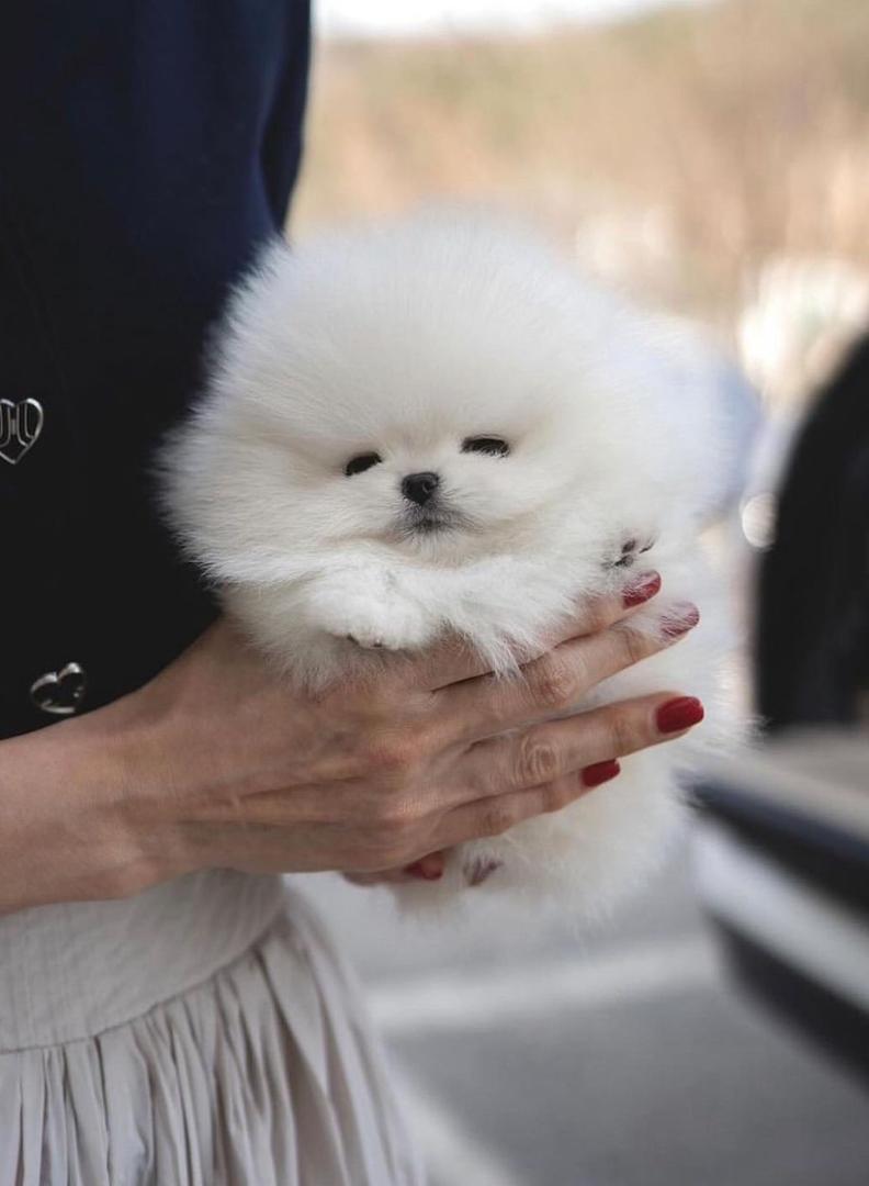 Pomeranian puppies