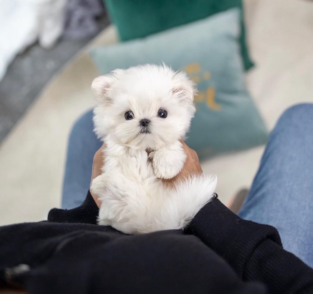 Maltese puppies