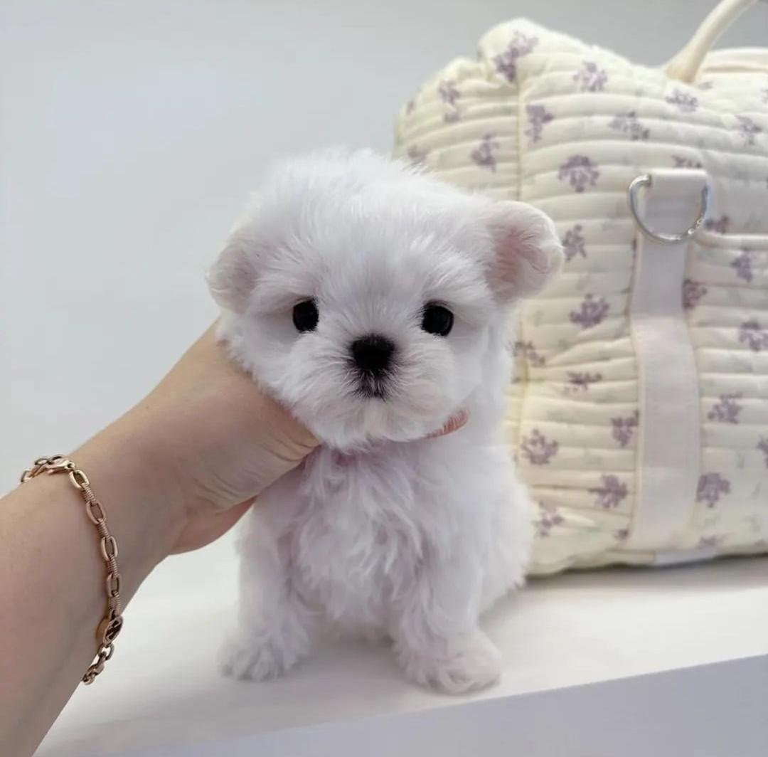 Maltese puppies