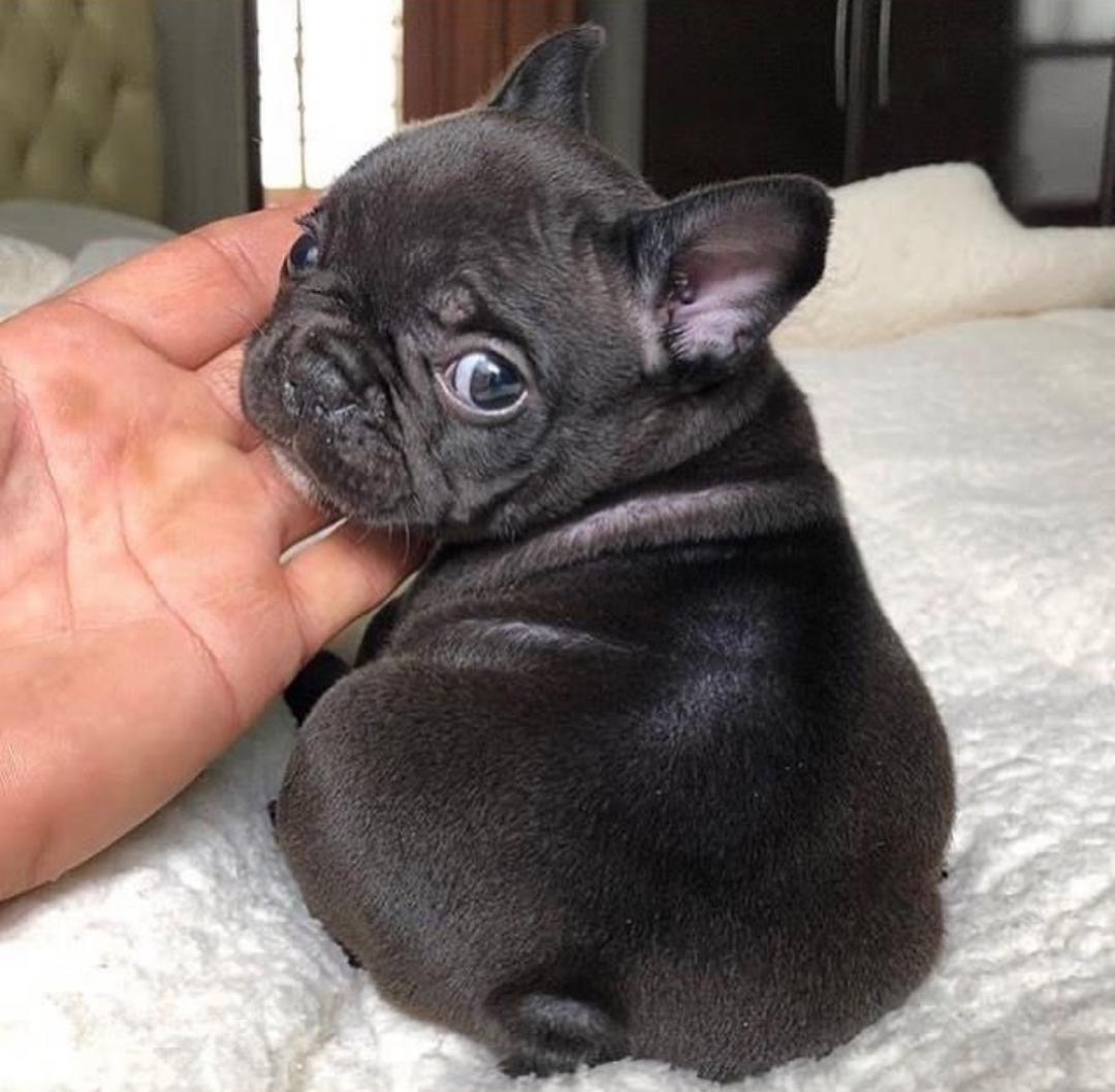 French bulldog puppies