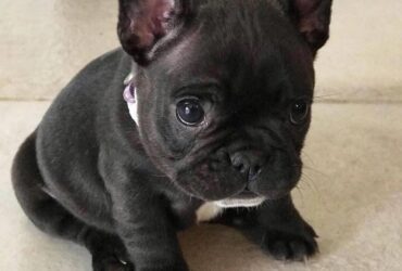 French bulldog puppies
