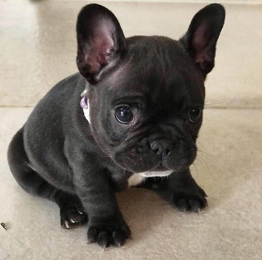 French bulldog puppies