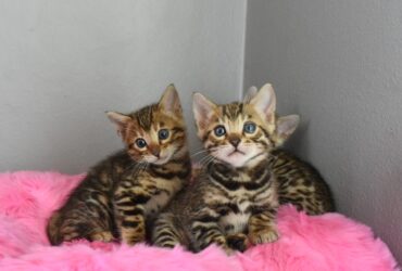 Bengal Kittens