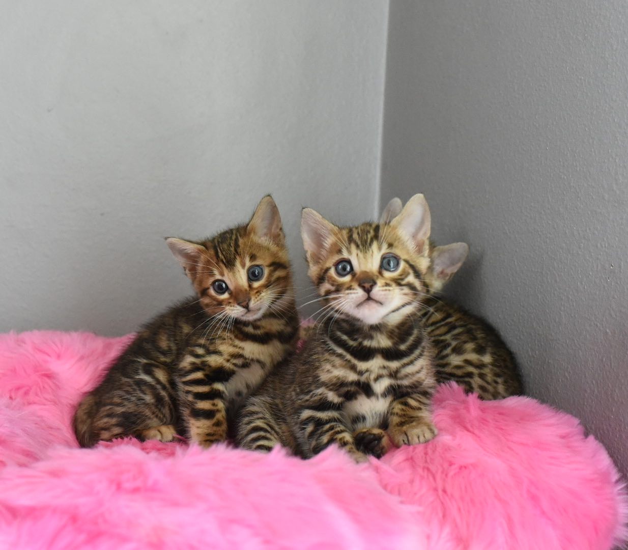 Bengal Kittens