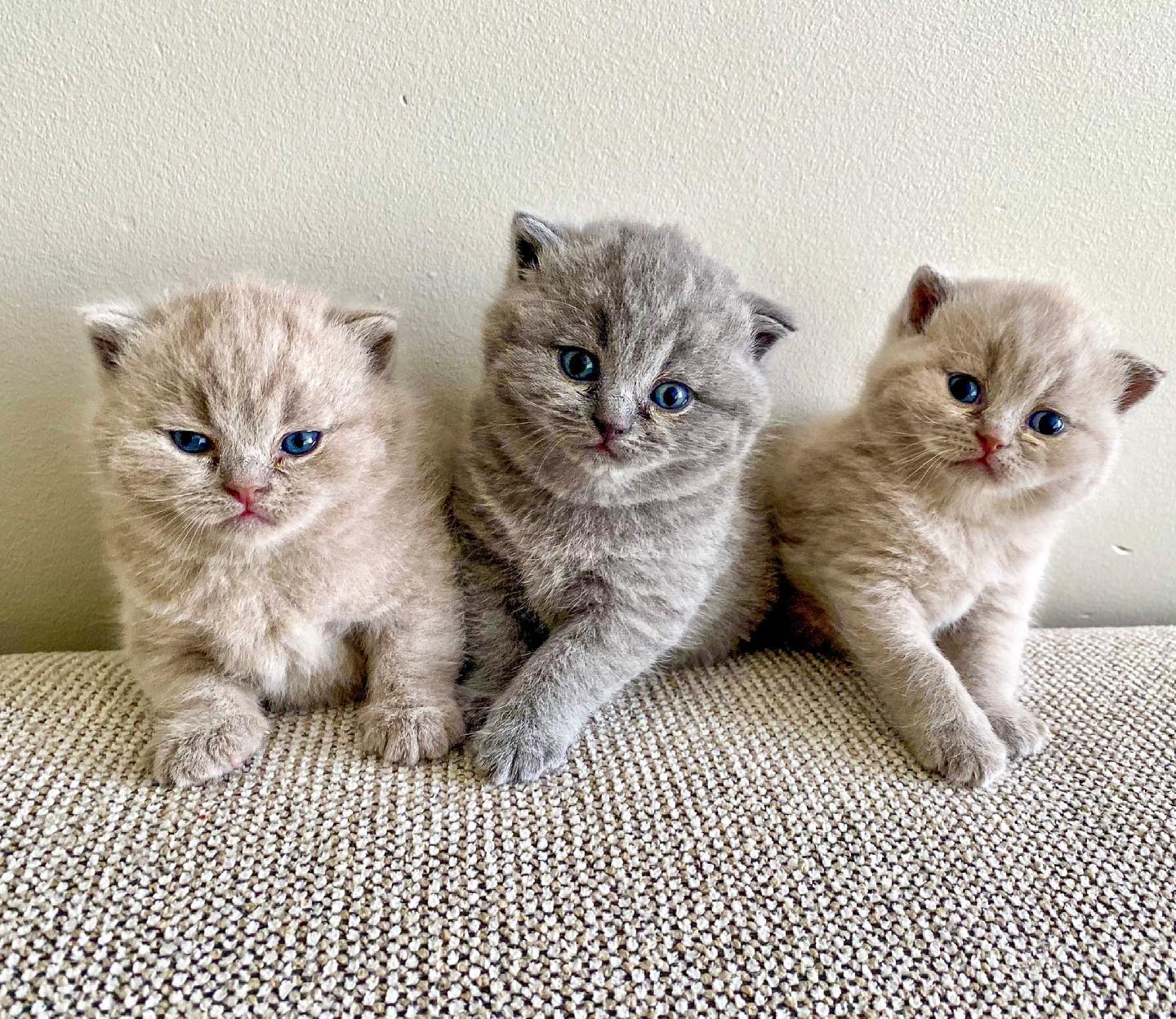 British Short Hair Kittens