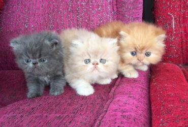 Persian Kittens