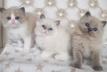 Cute Ragdoll Kittens