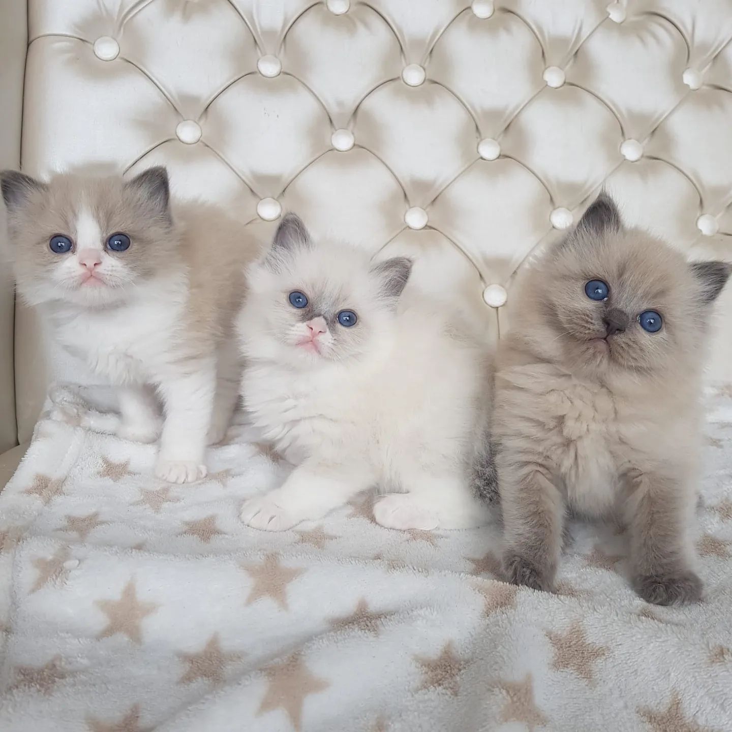 Cute Ragdoll Kittens