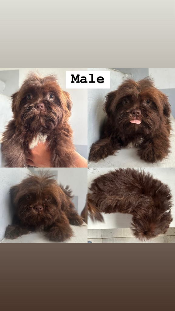 Shih tzu (Choco Liver)