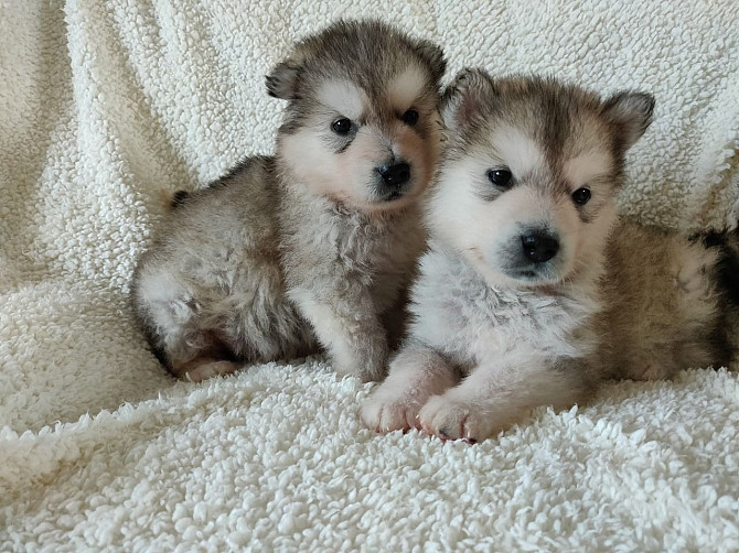 Beautiful  Akita Puppies 3 Boys 2 Girls..…viber me at:+639301630342
