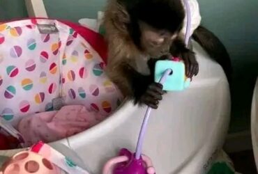 Pygmy Marmoset and capuchin Monkeys…viber  me at: +639301630342