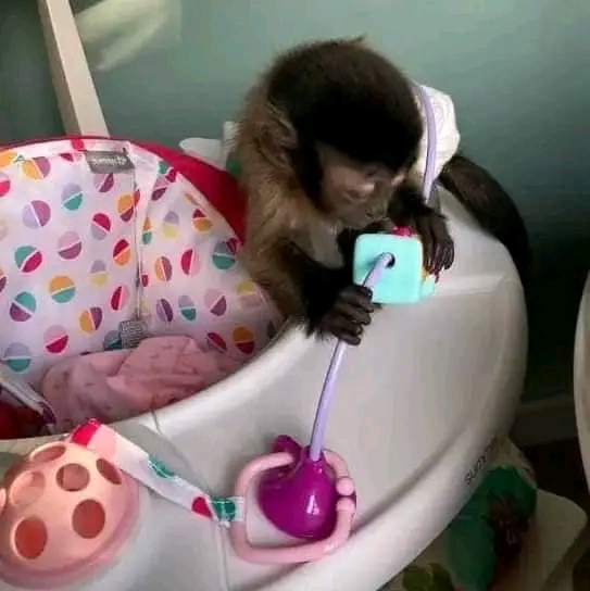Pygmy Marmoset and capuchin Monkeys…viber  me at: +639301630342
