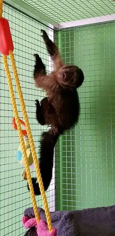Pygmy Marmoset and capuchin Monkeys…viber  me at: +639301630342