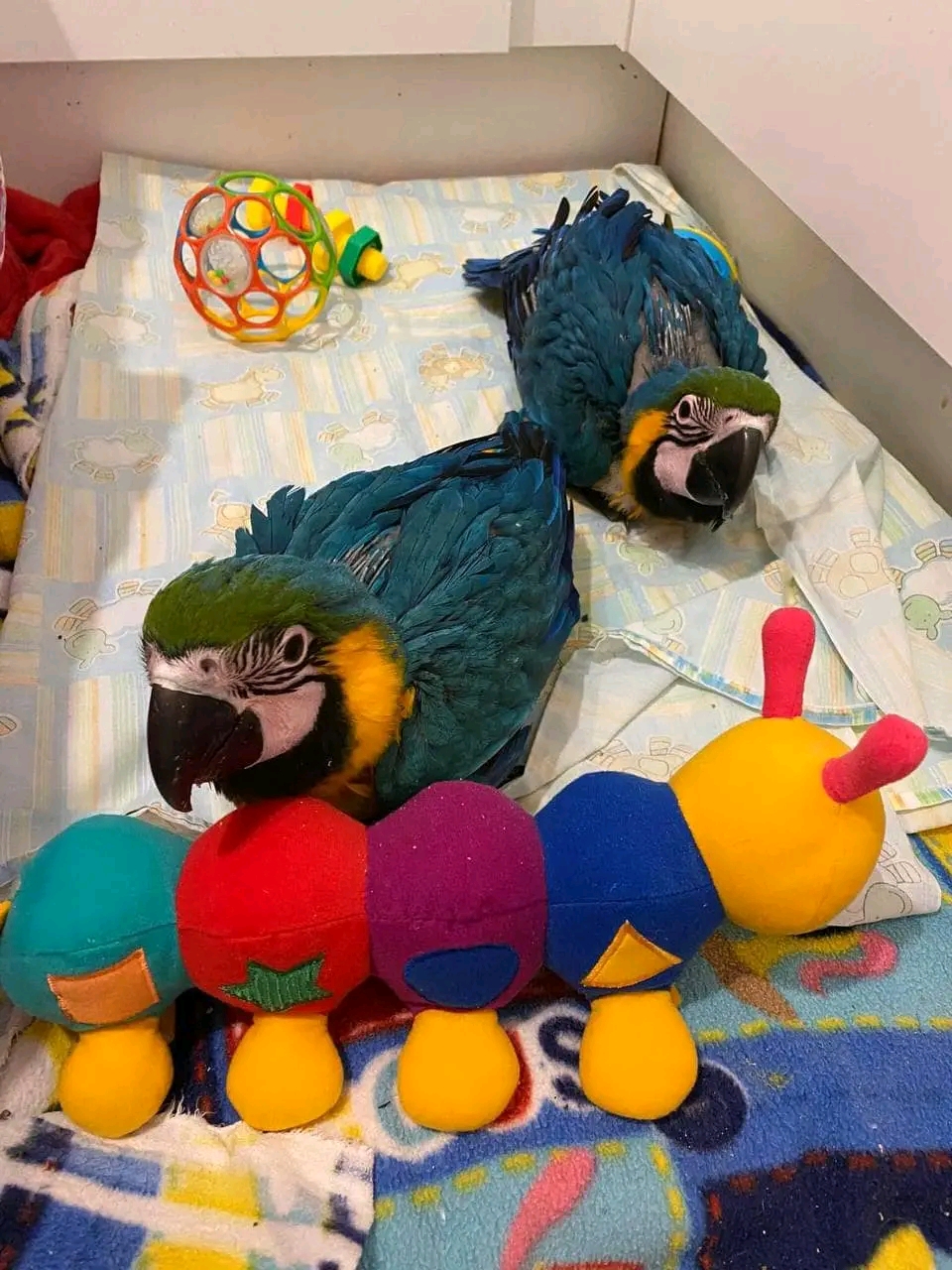 African Grey and macaw parrots For Sale …. viber me at: +639301630342