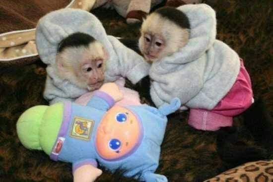 Google Approved Diaper Trained Capuchin & MarmosetMonkey…viber  me at: +639301630342