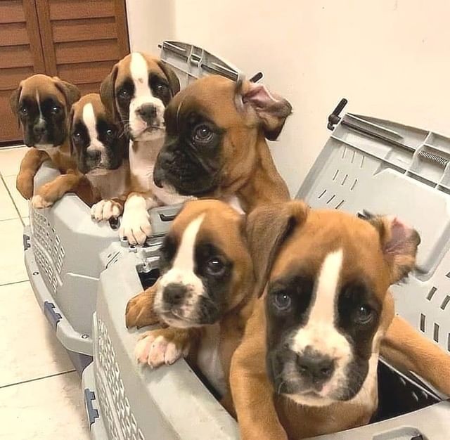 Beautiful Boxer Puppies..…viber me at: +639301630342