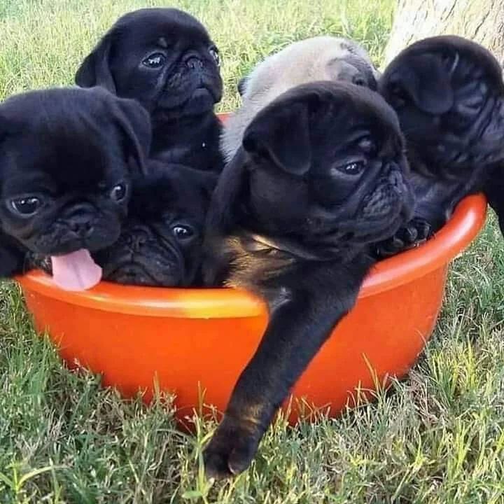 Pug Puppies Ready to go home….viber me at: +639301630342