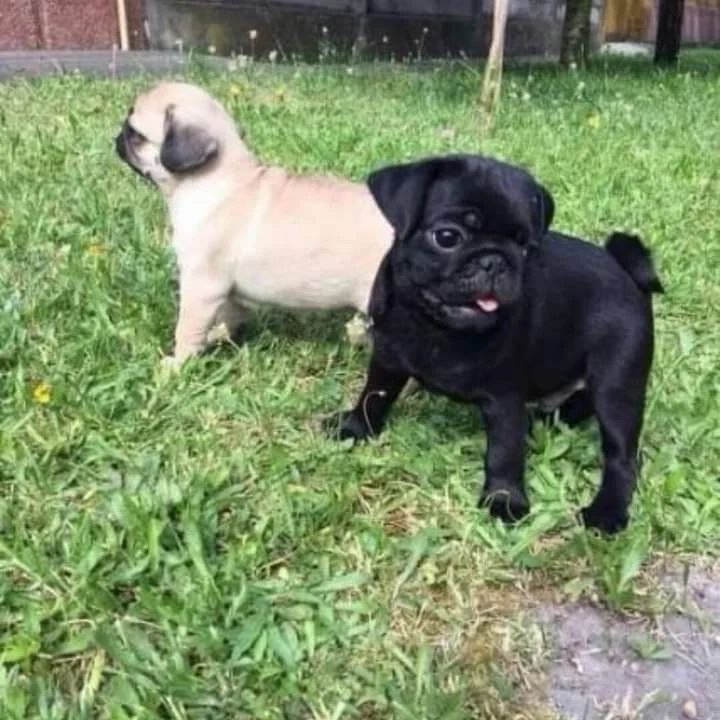 Pug Puppies Ready to go home….viber me at: +639301630342