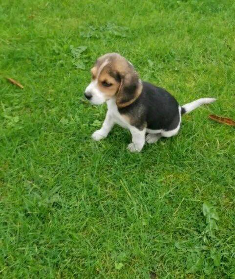 Beautiful Beagle Puppies……viber me at: +639301630342
