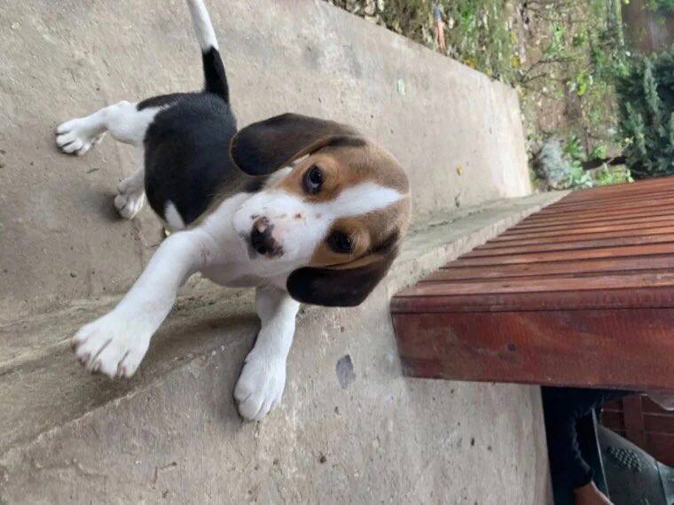 Beautiful Beagle Puppies……viber me at: +639301630342