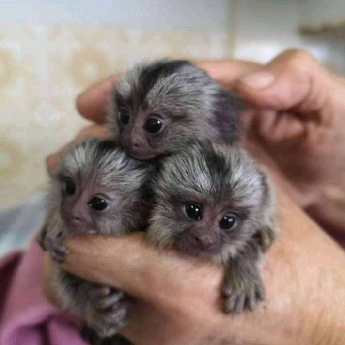 Google Approved Diaper Trained Capuchin & MarmosetMonkey…viber  me at: +639301630342