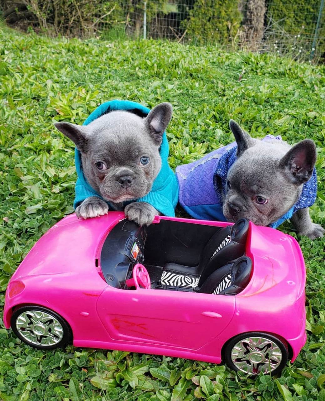 French bulldog puppies for sale…viber  me at: +639301630342