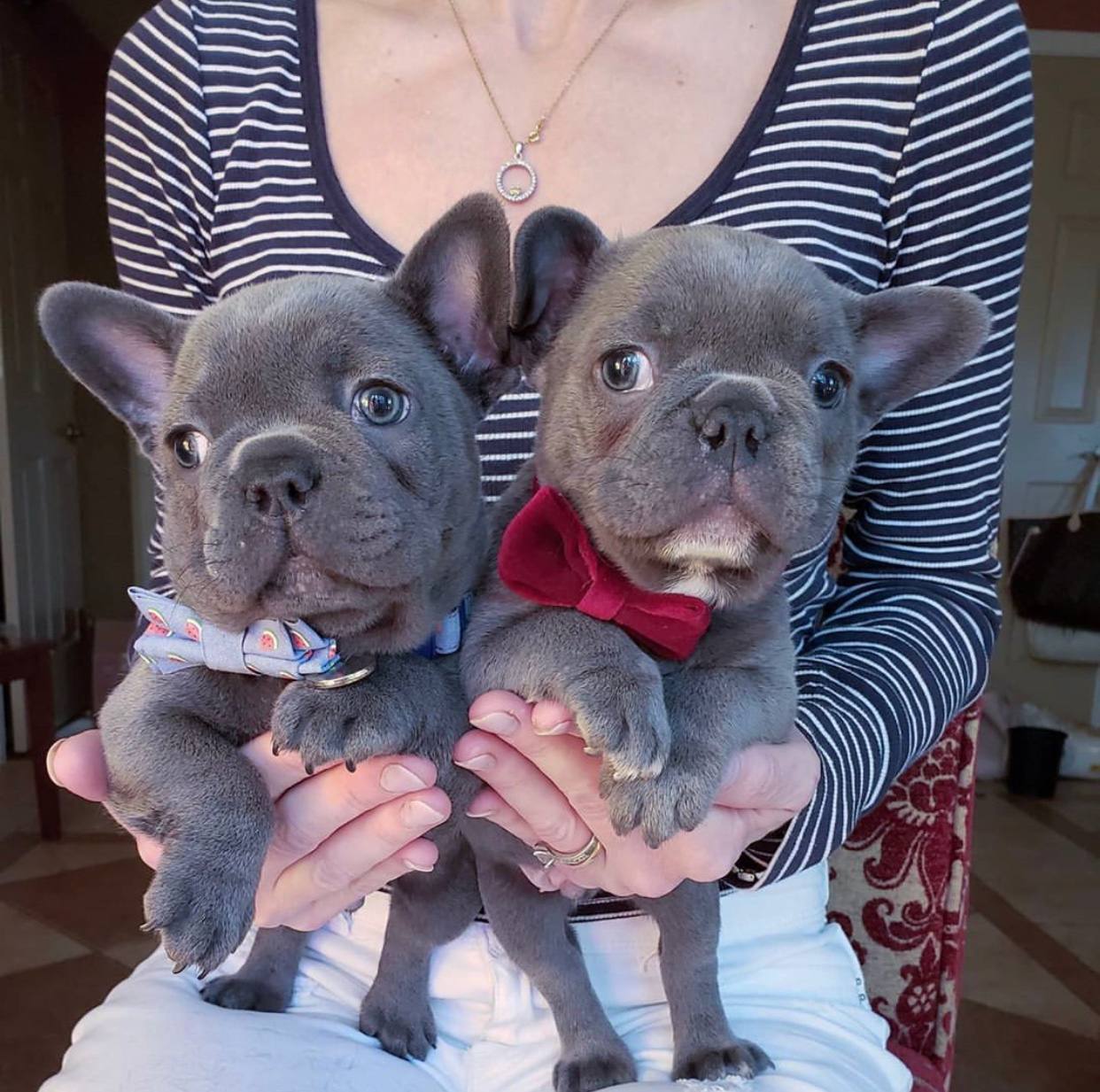 French bulldog puppies for sale…viber  me at: +639301630342