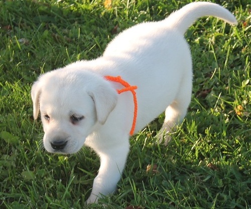 We hebben twee Labrador Retriever-pups voor herplaatsing..viber  me at: +639301630342 We hebben twee Labrador Retriever-pups voor herplaatsing. Deze puppy's zijn gesocialiseerd met kinderen en andere huisdieren. Al onze puppy's worden geleverd met AKC-papieren, actueel voor alle inentingen en ontwormingen, en hebben een gezondheidscertificaat van een dierenarts.