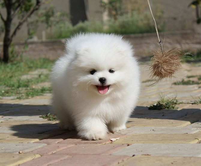 Kc Boy Pomeranians …. viber me at: +639301630342