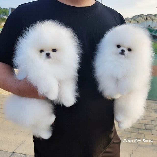 Pomeranian puppies…me at: +639301630342